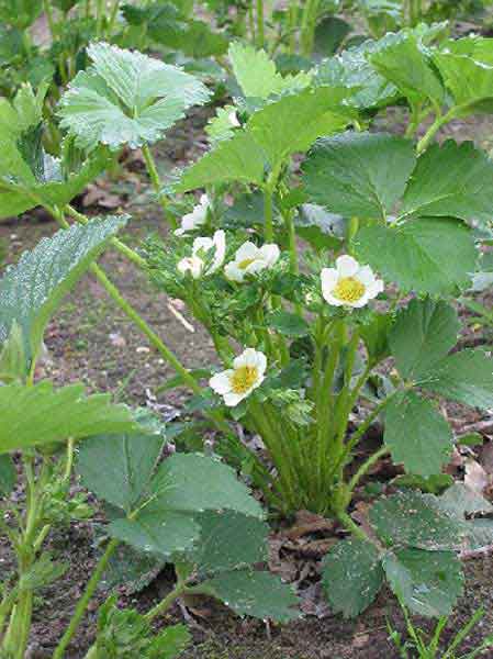 Jonge bloeiende aardbeiplant