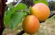 Abricots