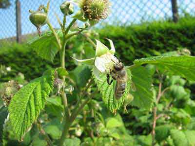 Framboises