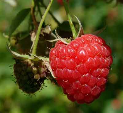 Framboise prête à cueillir