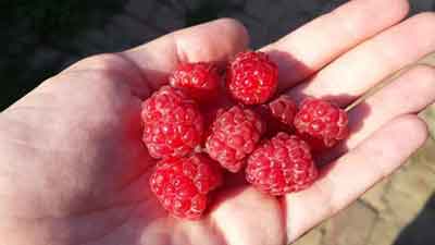 Framboises