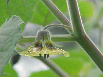 Fleur fertilisée