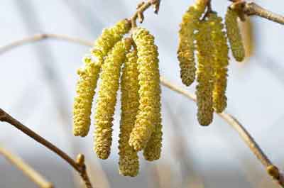 Inflorescence mâle (chatons)