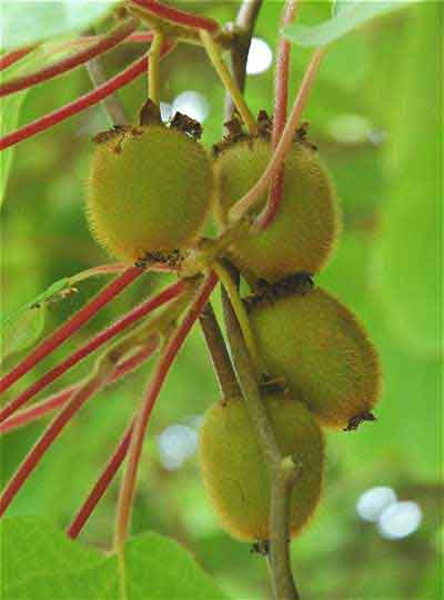 Jeunes fruits sur le buisson