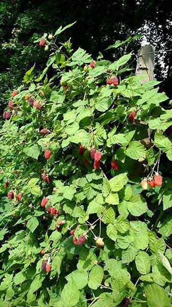 Un buisson plein de fruits