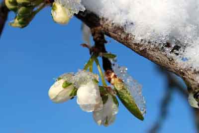 Bloesem van de pruimenboom onder de late lentesneeuw