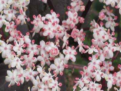 Gewone vlier Sambucus nigra met roze bloemen