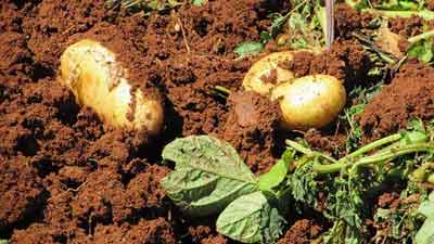 oogstklare aardappelen