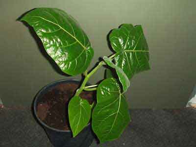 Jonge tamarilloplant in pot