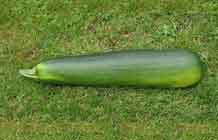 courgette