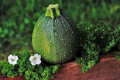  Courgette