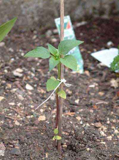 Tomatillo