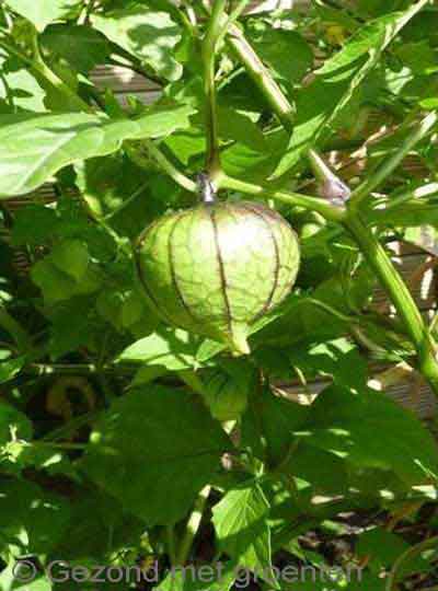 Tomatillo