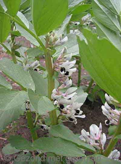 Tuinboon in bloei