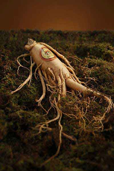 Ginseng
