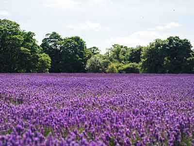 Lavendel