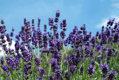 Lavendel