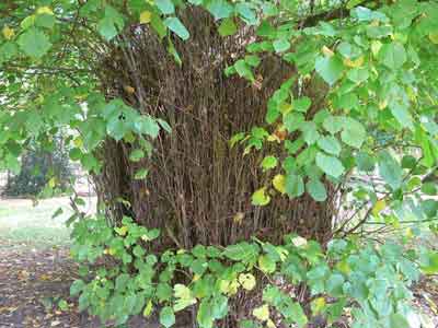 Oude boom met jonge voetscheuten