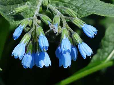 Blauwe bloemen van smeerwortel