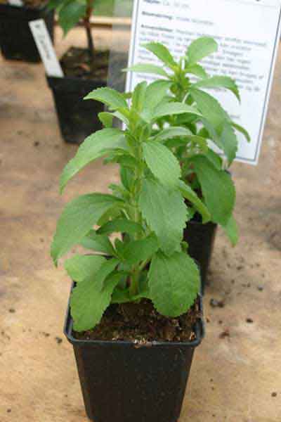 Zoals je ziet, Stevia kan gemakkelijk in een bloempot op je balkon of terras. 