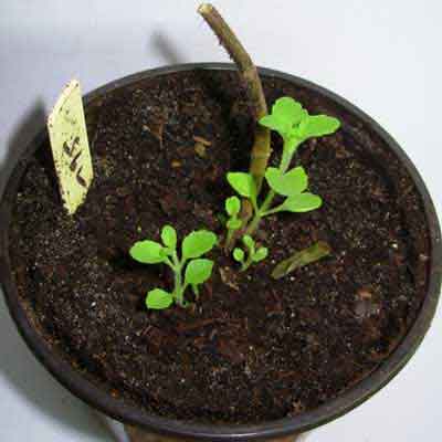 Stevia