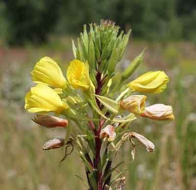 Teunisbloem