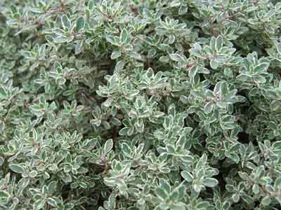 Thymus x citriodorus var. variegata