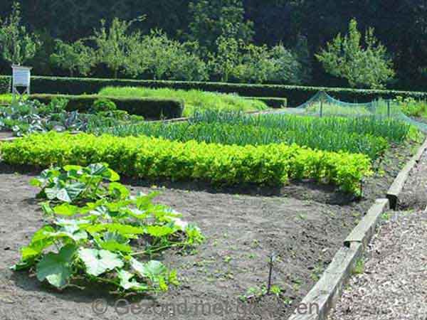 Een aangelegde moestuin