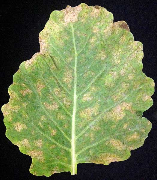 Peronospora-parasitica op broccoli